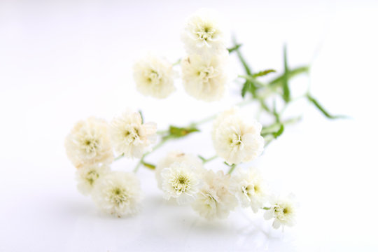 bouquet of small, white flowers on a white background © Ustinova