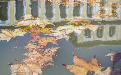 Hojas secas flotando sobre un estanque 