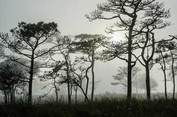 Trees in mist in Thailand