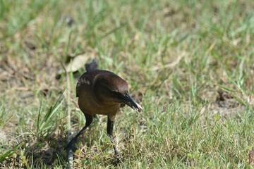 Dinner... juicy Bug!