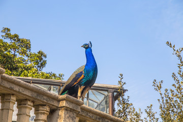 Peacock on a wall showing all its beauty