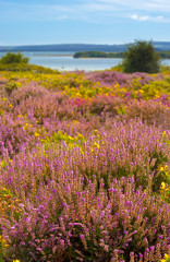 Obraz na płótnie Canvas Purple and pink heather on Dorset heathland near Poole Harbour