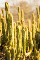 Cactus Plants