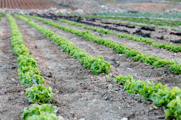 Fototapeta na wymiar Farm field with lettuce growing