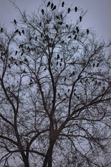 A lot of ravens sitting on leafless tree. Night photo