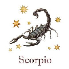 Zodiac sign - Scorpio.
Watercolor Illustration.