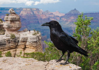 Raven Looks over Grand Canyon