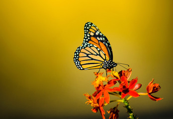 Monarch Butterfly rests on red flowers