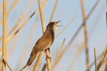 Соловьиный сверчок.