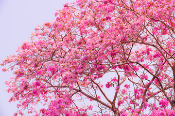 Tabebuia rosea