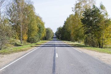 Fototapeta na wymiar asphalt road in the forest
