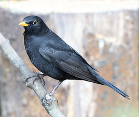 Portrait of a Male Blackbird