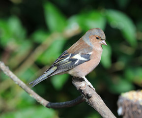 Close up of a male chaffinch