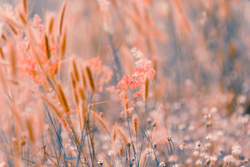 Flowers grass blurred bokeh background vintage