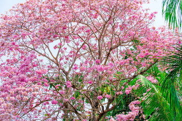 Tabebuia rosea