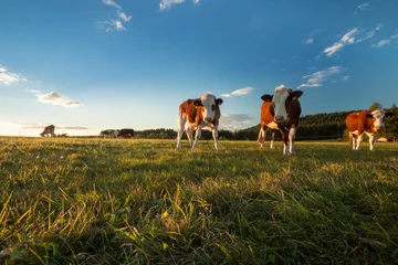 Photo sur Plexiglas Vache Vaches en Forêt-Noire