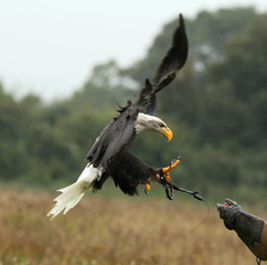 Close up of a Bald Eagle landing on a falconer's glove in the rain
