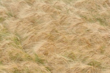 Jolis épis dans un champ en été
