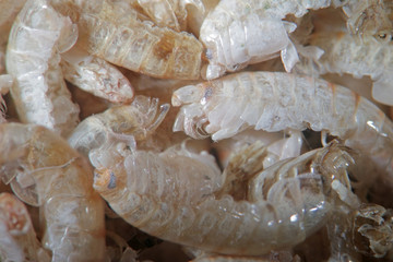 Pile of dried Arthropoda by microscope. Gammarus pulex is small crustacean Amphipoda. Aquarium feeds suitable for fish, reptiles, birds