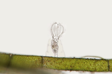 Pile of dried Arthropoda by microscope. Gammarus pulex is small crustacean Amphipoda. Aquarium feeds suitable for fish, reptiles, birds