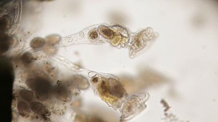 Pile of dried Arthropoda by microscope. Gammarus pulex is small crustacean Amphipoda. Aquarium feeds suitable for fish, reptiles, birds