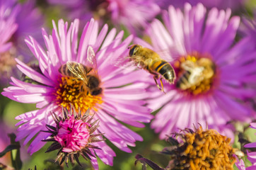 the bee on a flower collects pollen