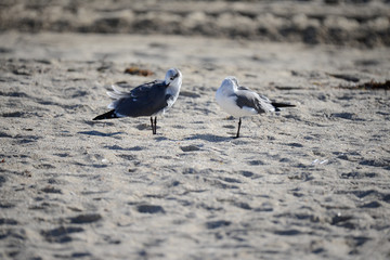 Möwe am Strand