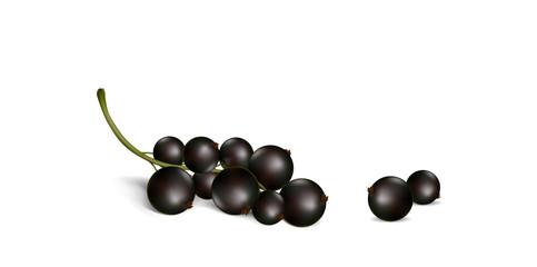 currant berries on a white background