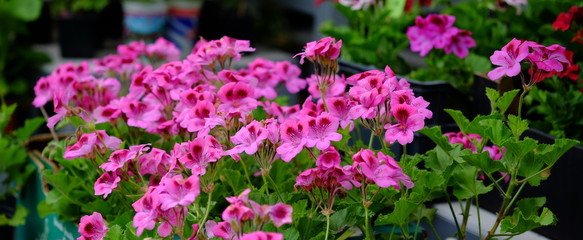 Pelargonium flowers at flower market