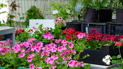 Pelargonium flowers at flower market