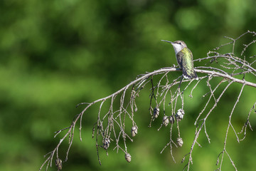 Humming Bird Looking Over Shoulder