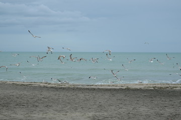 Herring gulls on beach of Burgas city, Bulgaria may 2016