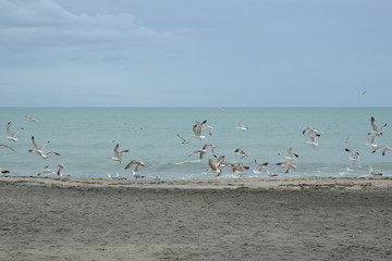 Herring gulls on beach of Burgas city, Bulgaria may 2016