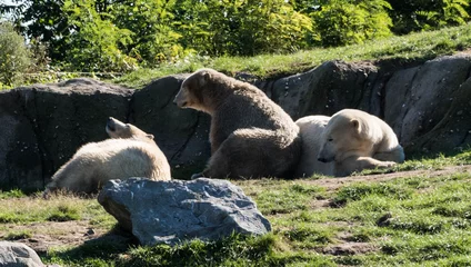 Fototapeten Ijsberen in Blijdorp © Wil