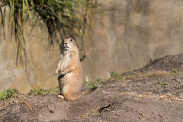 prairiehond