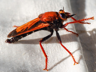 Robber Fly (Asilus barbarus)