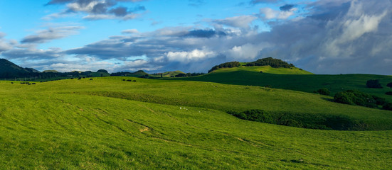 Fototapeta premium grass field