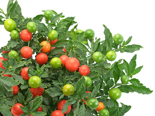 Korallenstrauch, Solanum pseudocapsicum