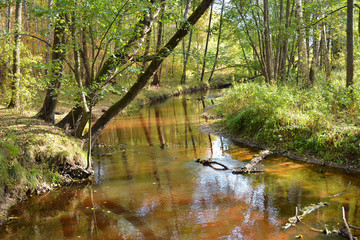 The quiet river in the woods