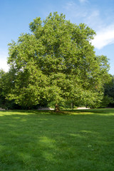 Obraz na płótnie Canvas Park mit alten Bäumen