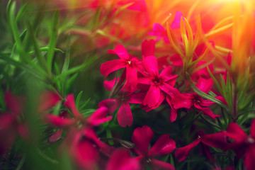  pink flowers on green grass at sunset.