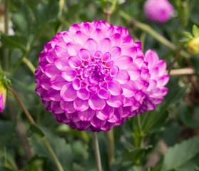 Beautiful Dahlias in the fall