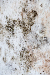 Schimmelbefall auf der Wand