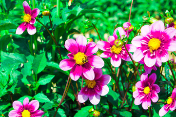 Beautiful Dahlias in the fall