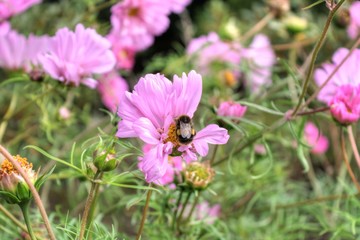 Pink dasies with bumble bee