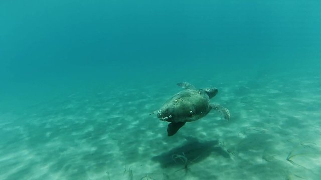 Sea turtle swimming in shallow water