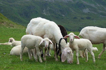 Schafe auf dem Grünwaldkopf, Obertauern, Österreich