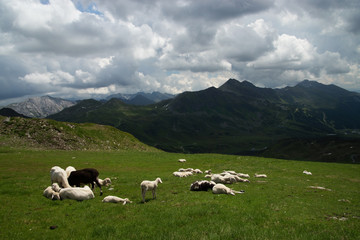 Schafe auf dem Gr&uuml;nwaldkopf, Obertauern, &Ouml;sterreich