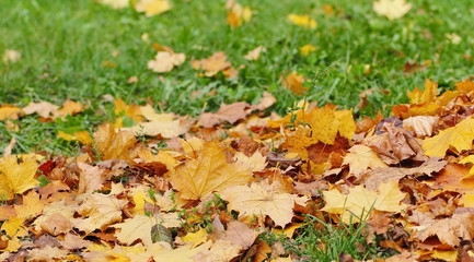 Dry leaves on the ground in a beautiful autumn forest