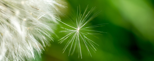 Fototapeta premium Detail einer Pusteblume